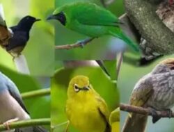 Dagangkan Ratusan Burung Dilindungi, Oknum Petugas Bea Cukai Ketapang Diciduk