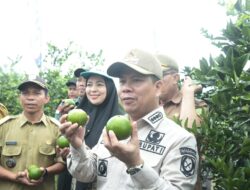 Bupati Satono Panen Perdana Jeruk Moraga di Merpati Kecamatan Tangaran