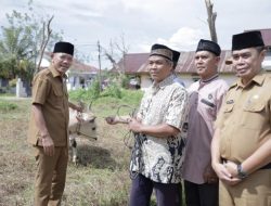 Pemkab Ketapang Hanya Salurkan 10 Sapi Kurban, Wabup Singgung Dampak Efisiensi Anggaran