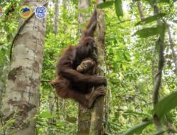 Tujuh Orangutan Kembali ke Habitat Asli