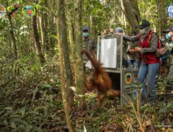 1 Individu Orangutan Dilepasliarkan ke Taman Nasional Gunung Palung