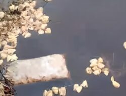 Ratusan Bangkai Ayam Mencemari Sungai di Ketapang