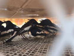 Ratusan Burung Kacer Tanpa Dokumen Digagalkan Dikirim ke Semarang 