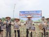 Sekda Ketapang Ikut Panen Jagung, Program Ketahanan Pangan Nasional
