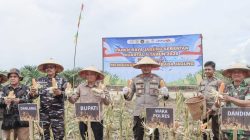 Sekda Ketapang Repalianto (tengah) saat memamerkan jagung hasil panen di lahan Poktan Desa Sukamaju Kecamatan Muara Pawan, Ketapang, Kalbar, Sabtu (16/5/2026). (Prokopim)