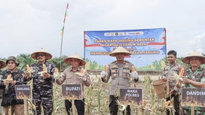 Sekda Ketapang Repalianto (tengah) saat memamerkan jagung hasil panen di lahan Poktan Desa Sukamaju Kecamatan Muara Pawan, Ketapang, Kalbar, Sabtu (16/5/2026). (Prokopim)