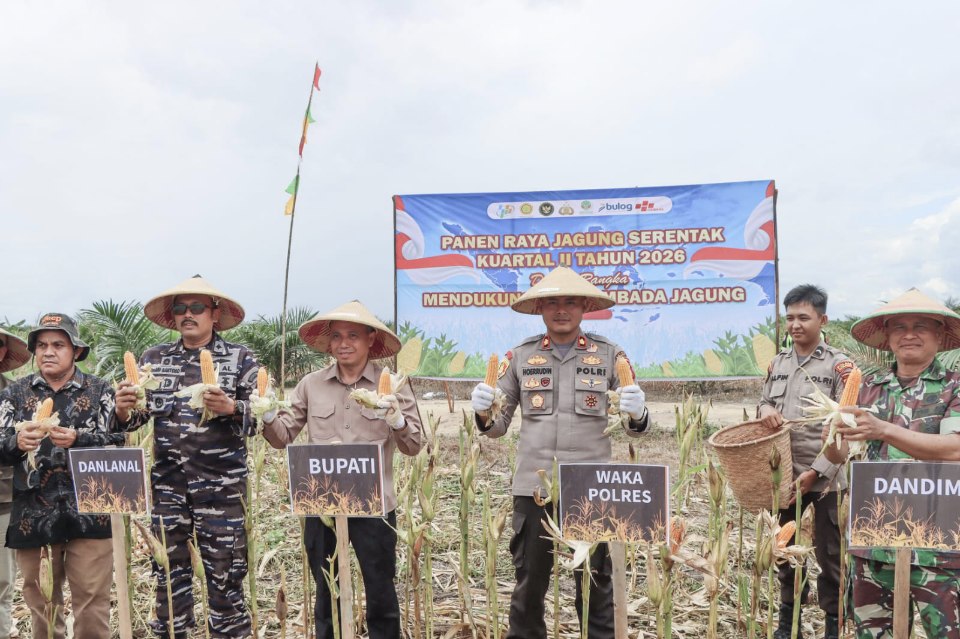 Sekda Ketapang Repalianto (tengah) saat memamerkan jagung hasil panen di lahan Poktan Desa Sukamaju Kecamatan Muara Pawan, Ketapang, Kalbar, Sabtu (16/5/2026). (Prokopim)