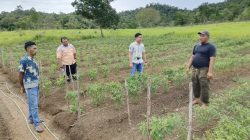 CSR PT BGA Region Sungai Rasau Dorong Transformasi Pertanian di Kendawangan Kanan 