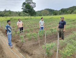 CSR PT BGA Region Sungai Rasau Dorong Transformasi Pertanian di Kendawangan Kanan 