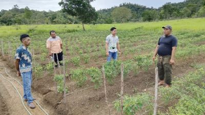 CSR PT BGA Region Sungai Rasau Dorong Transformasi Pertanian di Kendawangan Kanan 