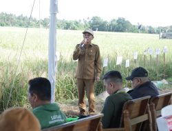 Wabup Ketapang Dorong Generasi Muda Terjun ke Pertanian